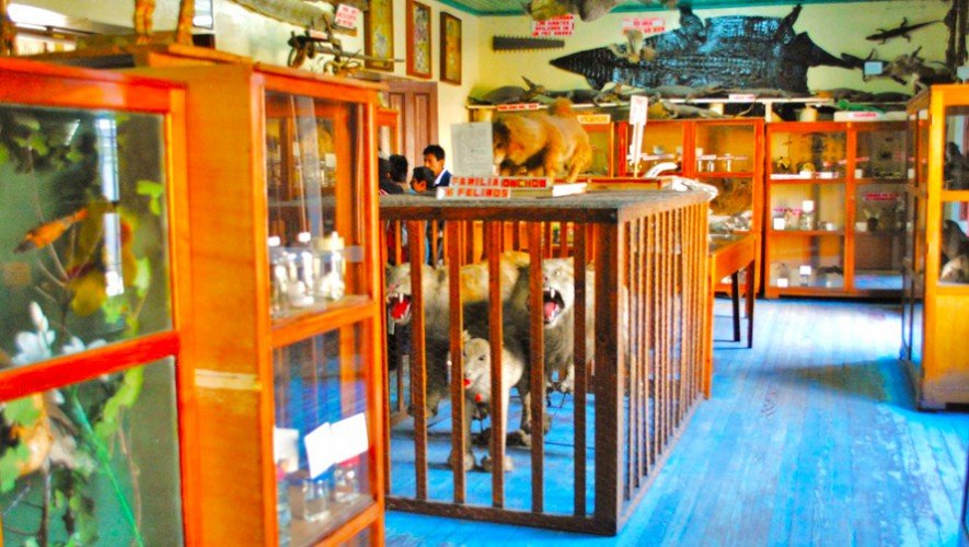 museo de historia natural en quetzaltenango1 885x500